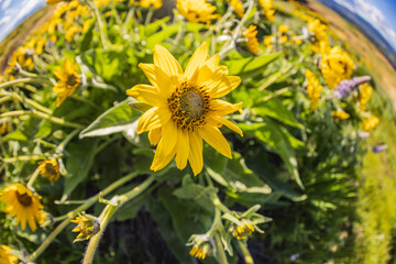 Spring time bloom of Arrowleaf Balsamroot flowers in the Columbia Gorge.