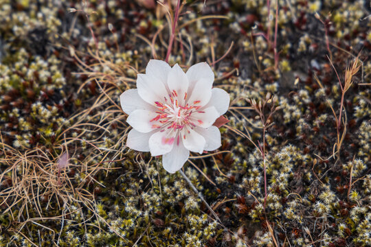 Spring time bloom of Bitterroot flowers in the Columbia Gorge.