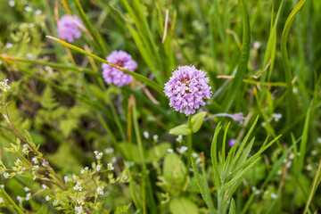 Spring time bloom of Seablush, Valerian flowers in the Columbia Gorge.