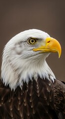 Fototapeta premium Close-up of a majestic bald eagle. The bird's sharp gaze, white head, and golden beak symbolize strength, freedom, and the spirit of the wild.