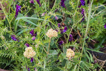 Spring time bloom of Hairy Vetch flowers in the Columbia Gorge.