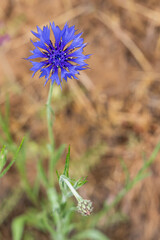 Spring time bloom of Cornflower flowers in the Columbia Gorge.