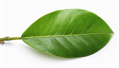 Obraz premium green leaves branch isolated on white background