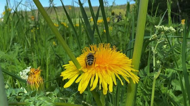A close-up of a honeybee collecting nectar from a vibrant flower in natural daylight. The bee gently lands on the blossom, actively pollinating as it gathers nectar. 