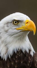 Obraz premium Close-up of a majestic bald eagle. The bird's sharp gaze, white head, and golden beak symbolize strength, freedom, and the spirit of the wild.