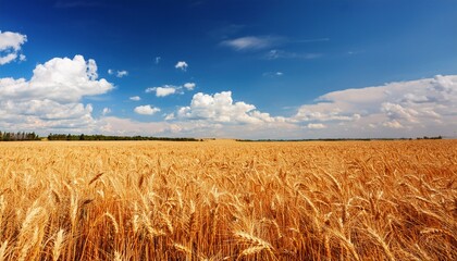 a vast golden wheat field stretches under a bright blue sky filled with fluffy white clouds the image captures the beauty of nature s harvest