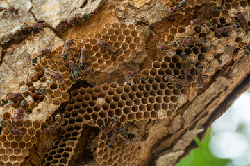 Close-up of a wasp nest,Vespiary. Hornet's nest. Wasp nest with wasps sitting on it. Wasps polist. The nest of a family of wasps which is taken a close-up.