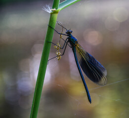 dragonfly on the grass