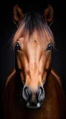 Obraz premium A close up of a brown horse's head