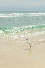 Serene coastal landscape at sunrise featuring a graceful white bird standing at the edge of the ocean, where gentle waves roll onto the sandy shore. The warm morning light and soft colors create a cal
