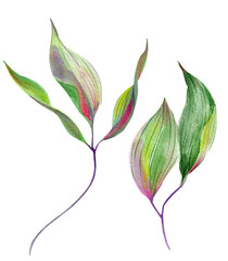 Clematis leaf two different, large, graceful. Different shades on a white background. Hand-drawn with watercolors with texture. for packaging, wallpaper, textiles