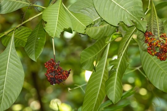 Berries of a Psychotria viridis tree.