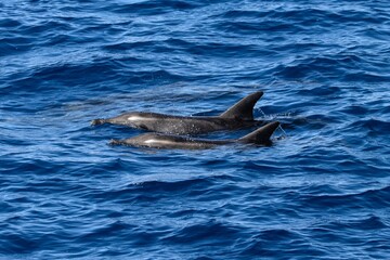 Two rough toothed dolphins, Steno bredanensis, in the Atlantic Ocean near Gran Canaria