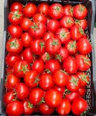 Basket of Azerbaijan tomatoes . High quality photo