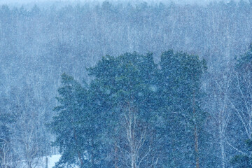 Snowflakes fall thickly, blanketing the trees in a forest. The evening light casts a soft blue hue...