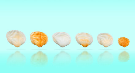 Scallop seashells aligned in a row on a turquoise background with soft reflections.