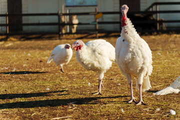 A white turkey is seen foraging on the ground near a barn. The setting is peaceful with sunlight