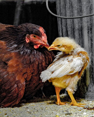 portrait of a hen feeding a chick