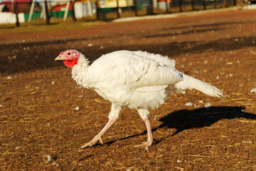 White turkeys wandering in a rural farmyard during midday, surrounded by straw and wooden structures