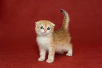 Red Scottish fold kitten with blue eyes