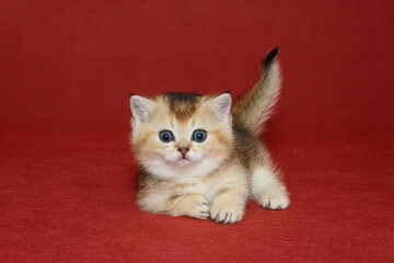 Small Scottish kitten  sitting in a funny pose