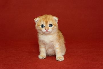 Red Scottish fold kitten with  blue eyes