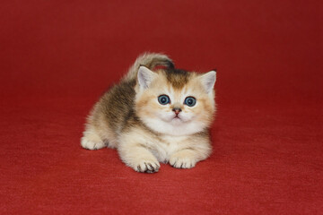 Small kitten with short paws