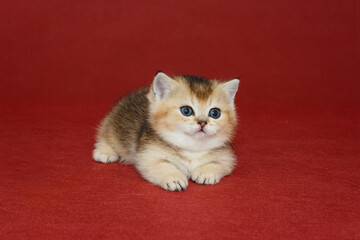 Small kitten with short paws