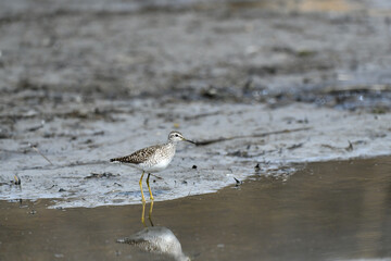 seagull on the beach