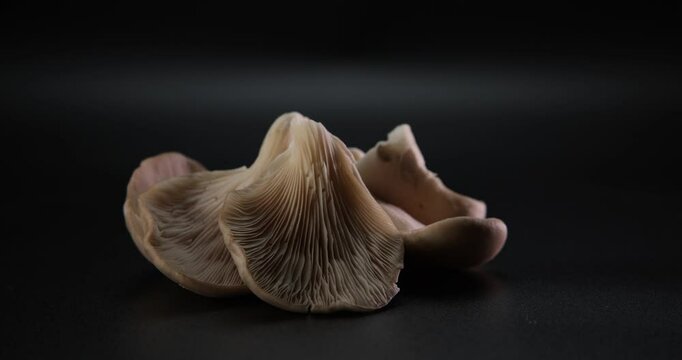 Mushrooms