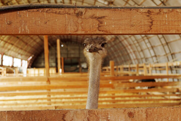 Ostriches stand side by side inside a rustic barn during daylight hours