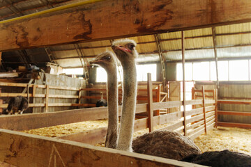Ostriches stand side by side inside a rustic barn during daylight hours