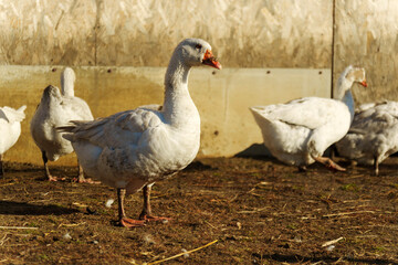In the gentle warmth of a winter morning, a group of geese strolls through a rustic farmyard