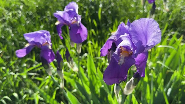 Purple violet Iris germanica flowers.