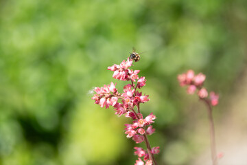 Delicate pink flowers bloom vibrantly as a bee busily collects nectar during the spring season. The garden is alive with color and the sounds of nature, creating a lively atmosphere