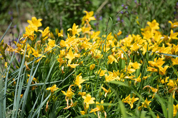 Yellow flowers flourish amidst vibrant green grass in a garden, signifying the arrival of spring. Bees visit for nectar while sunlight enhances the lively atmosphere