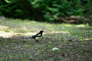 A vibrant bird searches for food on the ground during springtime. The lush greenery in the background contributes to a tranquil outdoor atmosphere. Sunlight filters gently through the trees