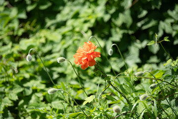 A bright orange flower stands out in a garden full of lush green plants, showcasing the beauty of spring with budding growth and vibrant colors all around