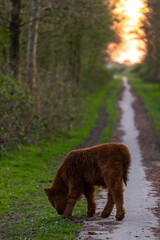 a cute new born calf eating grass in a natural reserve in Almere, Netherlands