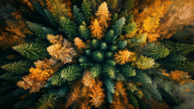 Lush, vibrant forest filled with a variety of trees. The trees are of different sizes and colors