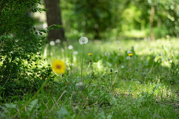 Bright yellow and white flowers proliferate in a lush green garden under the warm spring sun. A...