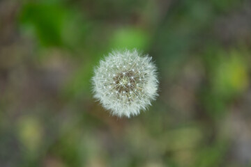 A delicate dandelion puff stands tall amidst vibrant greenery, showcasing the beauty of spring. The soft, fuzzy seeds are ready to take flight in the gentle breeze