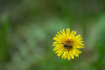A vibrant yellow dandelion flower stands out as a busy bee collects nectar from its petals. The garden ambiance enhances the beauty of spring with lush greenery all around