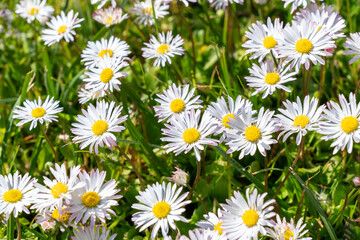 Fototapeta premium Lots of white flowers
