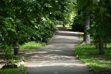 A serene pathway meanders through vibrant greenery in a park during springtime. Sunlight filters through the trees, creating a peaceful ambiance for leisurely walks
