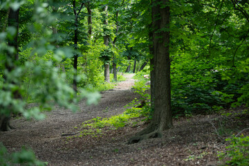 A peaceful pathway winds through a vibrant forest filled with fresh green leaves. Sunlight filters through the trees, creating a serene atmosphere for a relaxing stroll in spring