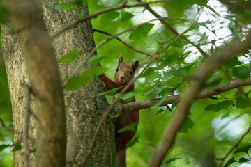 A curious squirrel explores tree branches lush with fresh green leaves during spring. Sunlight filters through the canopy, creating a serene atmosphere in the forest