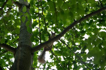 A lively squirrel is seen resting on a sturdy branch, surrounded by lush green leaves. The warm spring sun filters through, creating a peaceful, natural atmosphere
