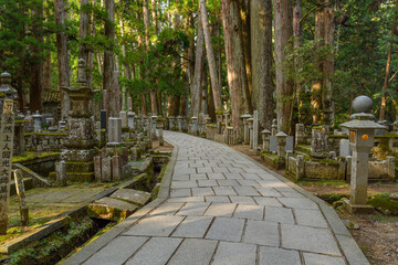 the road in the forest