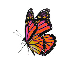 Vibrant Monarch Butterfly in Flight Detailed Close-up Illustration